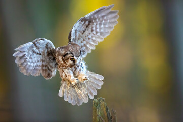 The boreal owl (Aegolius funereus) is a small owl. In Europe, it is typically known as Tengmalm's...