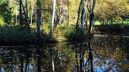 Shallow autumn park pond partialy covered with autumn leaves and algae, with group of silver birch trees growing above the pond on small island, creating reflection in water. 