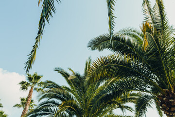 Tropical jungle, palm leaves on a sunny day, sky.