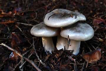 Group of light grey to white shiny coloured mushrooms of unknown origin growing together in autumn fallen leaves, seed pods and small branches. November season. 