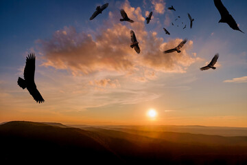 Fototapeta na wymiar Menacing Circling Turkey Vultures