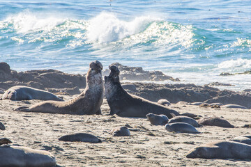 Bull Elephant Seal on San Simeon Beach - California