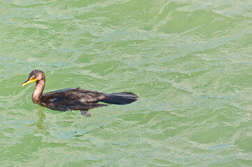 top view, medium distance, of a double-crested cormorant, sea bird, swimming, in tropical waters, ready to dive for next meal