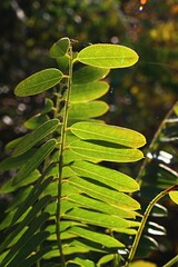 Fototapeta na wymiar Branch with light green to yellow leaves of Desert False Indigo bush, also called false indigo-bush or bastard indigobush, latin name Amorpha Fruticosa, in afternoon sunshine. 