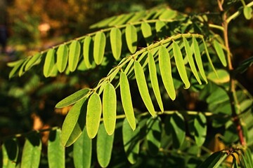 Branches with light green to yellow leaves of Desert False Indigo bush, also called false indigo-bush or bastard indigobush, latin name Amorpha Fruticosa, in afternoon sunshine. 