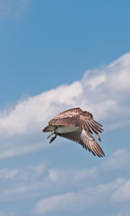 front view, far distance of a brown pelican flying over a tropical shoreline, of gulf of Mexico, searching for next meal