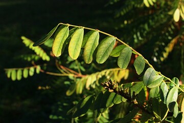 Autumn light green to yellow leaves of Desert False Indigo bush, also called false indigo-bush or bastard indigobush, latin name Amorpha Fruticosa, in afternoon sunshine. 