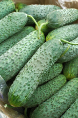 Fresh cucumbers in a market. Cucumber autumn harvest from the field in boxes