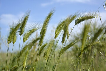Ravda, Bulgaria. May, 29, 2014. Green wheat spikes on blue sky background. Future harvest in sunlight.