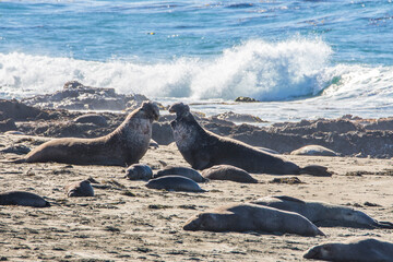 Bull Elephant Seal on San Simeon Beach - California