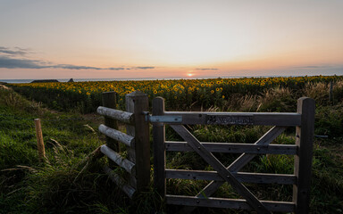 Rhossili sunflowers at sunset
