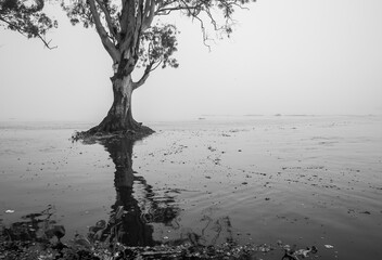 fog