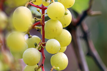 ripe bunches of grapes	