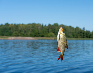 Small fish hanging on a fishing line on the background of blue water