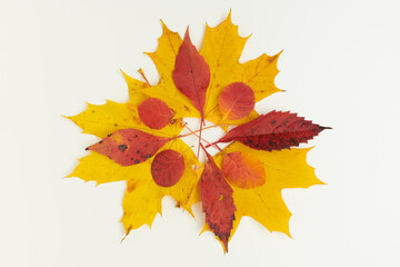 autumn flat lay with leaves on white