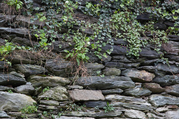 Abstraction in stone and vines