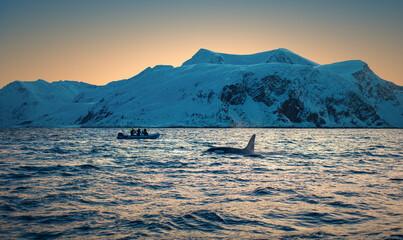 Great Orca traveling by the Norway fjord with snowy mountains on background