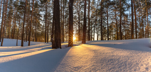 Beautiful snowy winter landscape panorama with forest and sun during golden hour. Winter sunset in forest panoramic view. Sun shines through trees and casts golden light on snow. Russia, Siberia