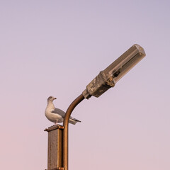 Young European herring gull (Larus argentatus) on a lamp post on the North Sea coast in Belgium.