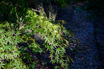 Beautiful Acer palmatum , palmate maple or smooth Japanese maple leaves