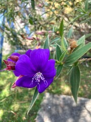 Fototapeta premium flower in the garden