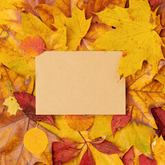 Naklejka na ściany i meble autumn background with paper sheet and leaves
