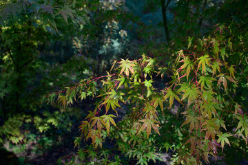 Beautiful Acer palmatum , palmate maple or smooth Japanese maple leaves