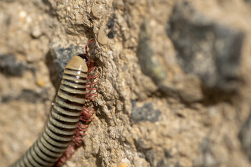Chilopoda