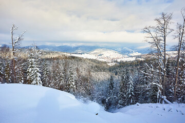 Landscape in the mountains in winter. The forest is covered with snow