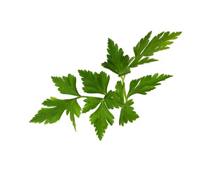 Fresh green parsley leaves