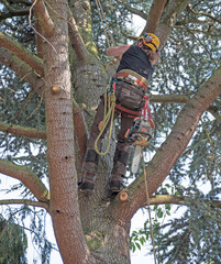 Tree Surgeon climbing a tree. - 391864248