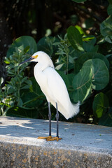 Florida bird
