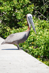 Florida bird
