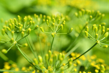 Sprigs of dill (fennel) with inflorescences of seeds. Close up view with blurry background. 