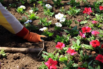 Farmer holds flower seedlings in his hand against the background of seedlings in cassettes
