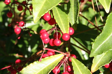 Berries adorn the leaves