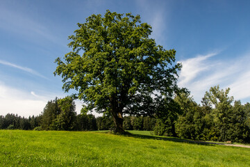 Eiche Solitärbaum