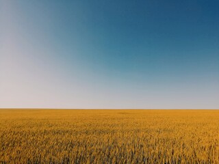 field of wheat