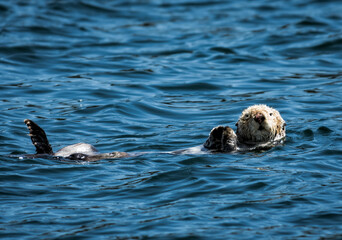 Fototapeta premium Otter Relaxing in the Ocean