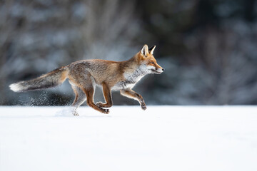 Fototapeta na wymiar Red foxes colonised the North American continent in two waves: during or before the Illinoian glaciation, and during the Wisconsinan glaciation