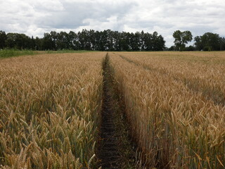 Rural landscape with trodden path on the wheat field, Poland