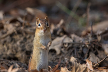 eastern chipmunk (Tamias striatus) in autumn