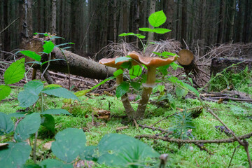 Mushroom wood nature