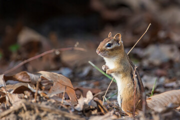 eastern chipmunk (Tamias striatus) in autumn