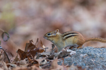 eastern chipmunk (Tamias striatus) in autumn