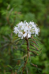 Bagno zwyczajne w naturalnym bagiennym borze,  Rhododendron tomentosum