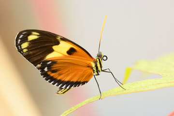--Tropical colorful butterfly resting on a leaf