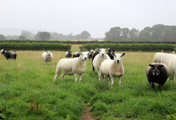 Fototapeta na wymiar Herd of Sheep in a Field 