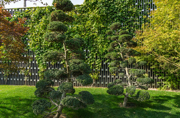 Two trees Ilex Crenata Bonsai (Japanese Holly Bonsai) in stile Niwaki in Japanese courtyard on decorative wall background. Opened landscape city park Krasnodar or 'Galitsky' in sunny autumn
