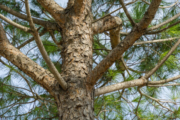 Fototapeta na wymiar Close-up of golden pine trunk texture Italian stone pine tree (Pinus pinea) with nice branches in public landscape city Park Krasnodar or Galitsky Park in sunny autumn 2020.